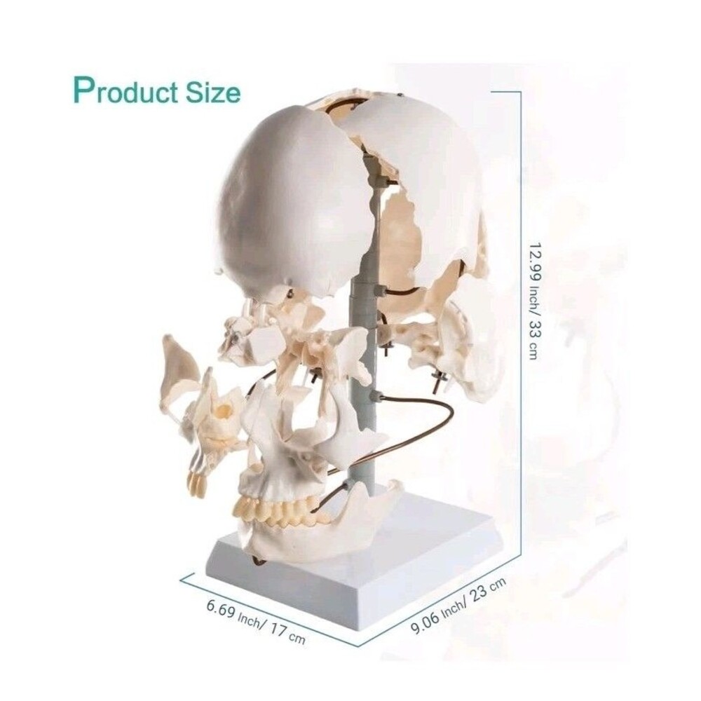 22-Piece Exploded Human Skull Model, Full Size, Bone Color Disassembled Cranial - Picture 3 of 12
